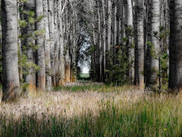 Gulin, Sylvia 아티스트의 USA-Washington State-Othello grove of trees along Highway 26작품입니다.